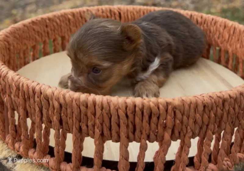 Autumn – Yorkshire Terrier puppy for sale in Rochester, IN