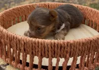 Autumn, a female Yorkshire Terrier for sale in Rochester, IN – 1 of 3