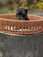 Cole, a male Yorkshire Terrier for sale in Rochester, IN – 2 of 3