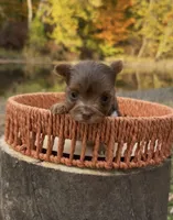 Autumn, a female Yorkshire Terrier for sale in Rochester, IN – 2 of 3