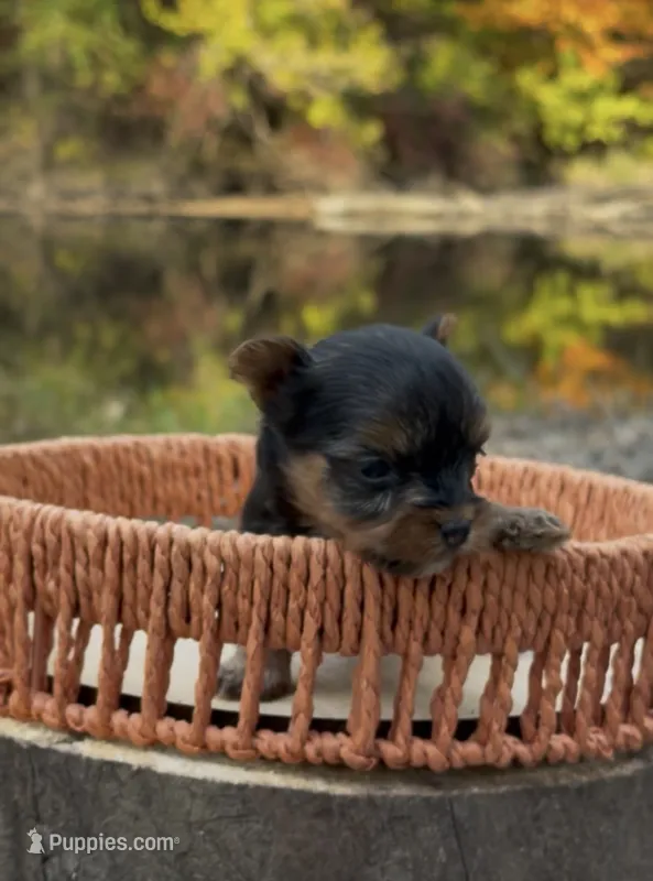 Cole – Yorkshire Terrier puppy for sale in Rochester, IN