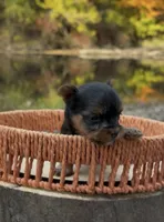 Cole, a male Yorkshire Terrier for sale in Rochester, IN – 1 of 3