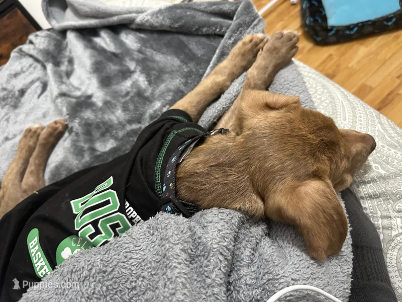 rory – Labrador Retriever puppy for sale in Lewiston, ME