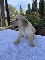 AKC Charlie, a male Golden Retriever for sale in Greenfield, CA – 2 of 4