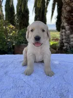 Daisy, a female Golden Retriever for sale in Greenfield, CA – 4 of 4