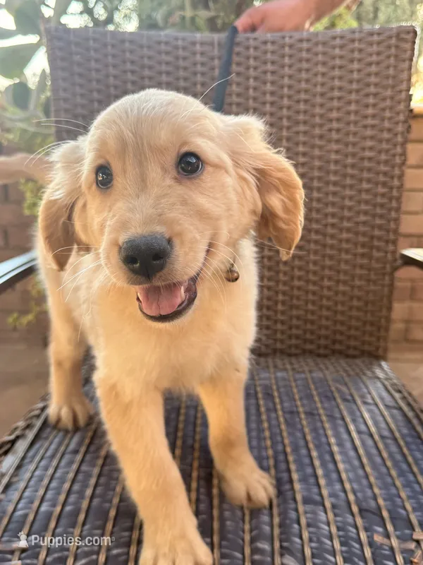 AKC Charlie  – Golden Retriever puppy for sale in Greenfield, CA