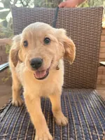 AKC Charlie , a male Golden Retriever for sale in Greenfield, CA – 1 of 3