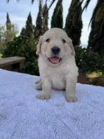 AKC Lucy, a female Golden Retriever for sale in Greenfield, CA – 3 of 5