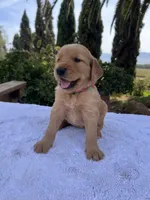 AKC Amber, a female Golden Retriever for sale in Greenfield, CA – 2 of 4