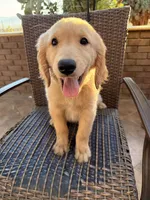 AKC Bubba , a male Golden Retriever for sale in Greenfield, CA – 6 of 6