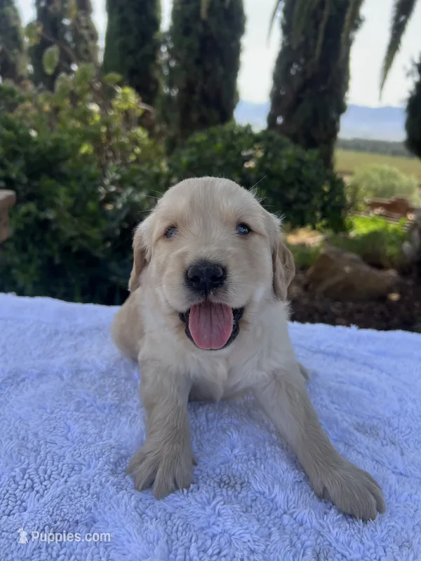 AKC Charlie – Golden Retriever puppy for sale in Greenfield, CA