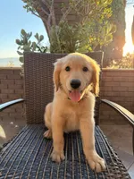 AKC Bubba , a male Golden Retriever for sale in Greenfield, CA – 2 of 6