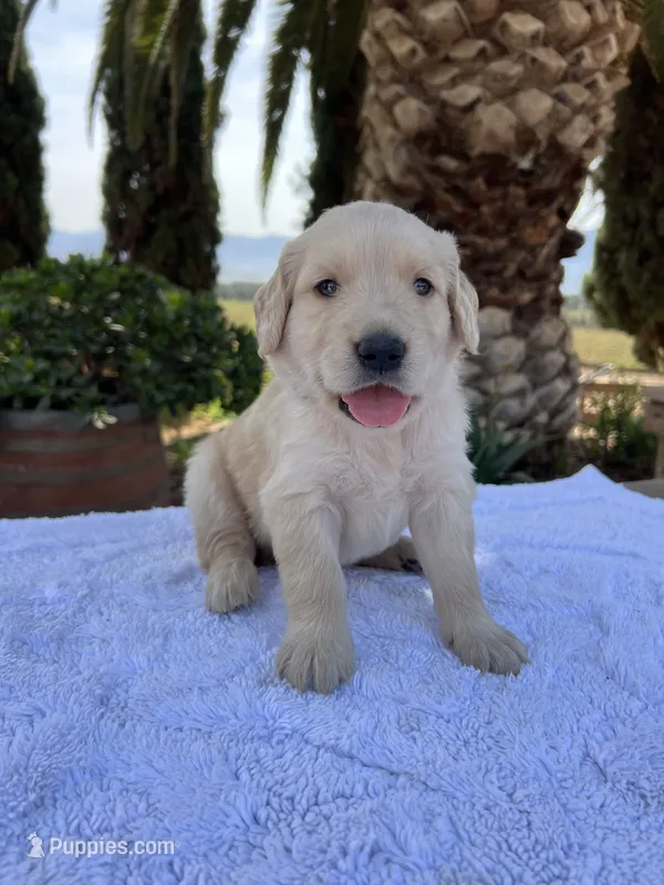 Daisy – Golden Retriever puppy for sale in Greenfield, CA