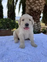 Daisy, a female Golden Retriever for sale in Greenfield, CA – 1 of 4