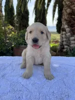Daisy, a female Golden Retriever for sale in Greenfield, CA – 3 of 4