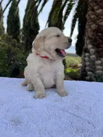AKC Lucy, a female Golden Retriever for sale in Greenfield, CA – 4 of 5