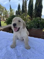 AKC Charlie, a male Golden Retriever for sale in Greenfield, CA – 4 of 4