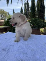 AKC Lucy, a female Golden Retriever for sale in Greenfield, CA – 5 of 5