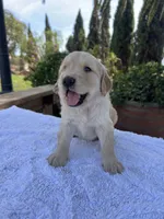 AKC Charlie, a male Golden Retriever for sale in Greenfield, CA – 3 of 4