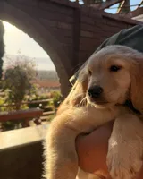 AKC Daisy, a female Golden Retriever for sale in Greenfield, CA – 3 of 4