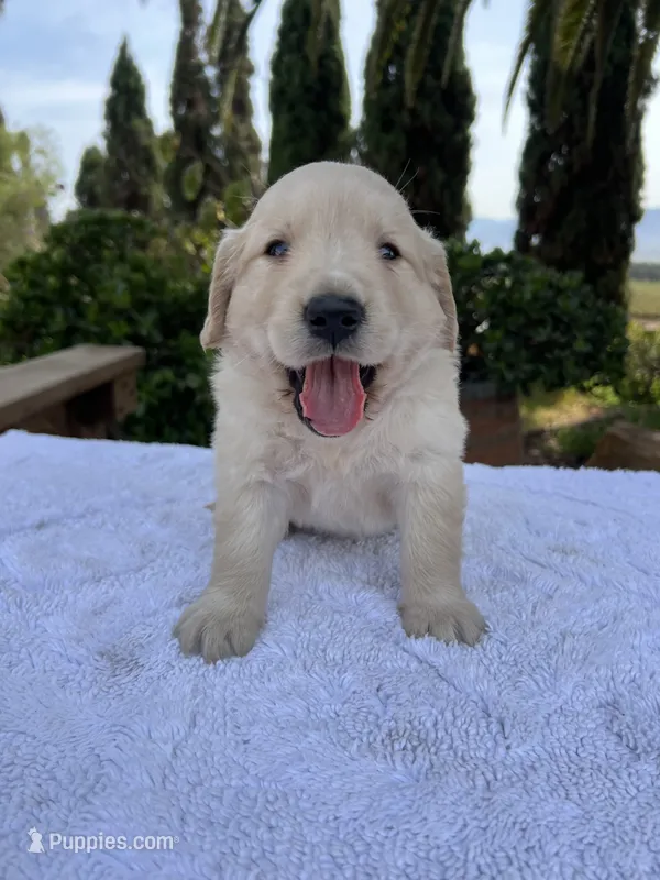 AKC Lucy – Golden Retriever puppy for sale in Greenfield, CA