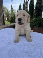AKC Bubba, a male Golden Retriever for sale in Greenfield, CA – 2 of 4