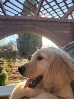AKC Daisy, a female Golden Retriever for sale in Greenfield, CA – 4 of 4