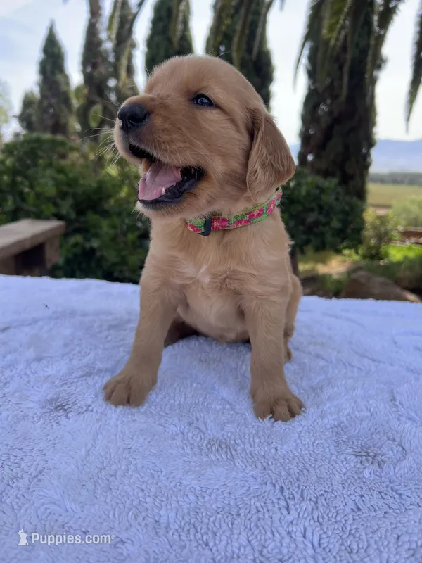 AKC Amber – Golden Retriever puppy for sale in Greenfield, CA