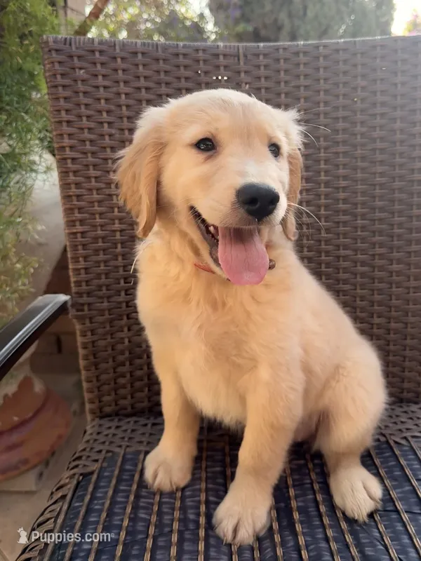 AKC Lucy – Golden Retriever puppy for sale in Greenfield, CA