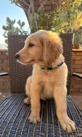 AKC Bubba , a male Golden Retriever for sale in Greenfield, CA – 4 of 6