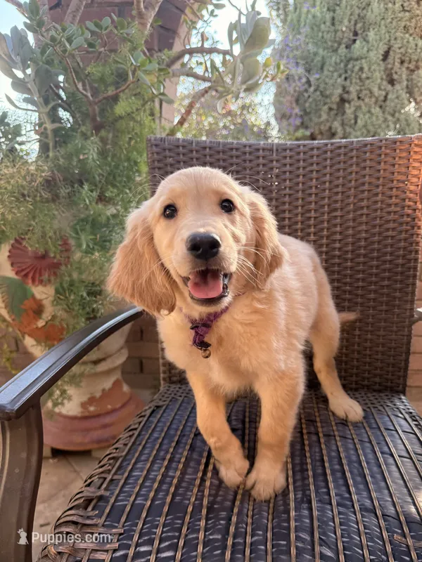 AKC Daisy – Golden Retriever puppy for sale in Greenfield, CA
