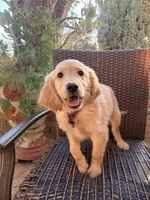 AKC Daisy, a female Golden Retriever for sale in Greenfield, CA – 1 of 4