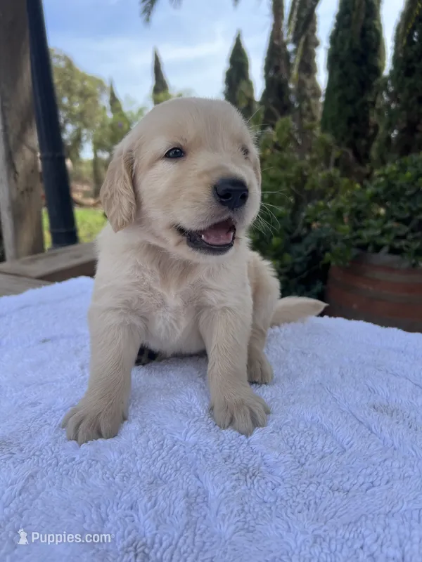 AKC Bubba – Golden Retriever puppy for sale in Greenfield, CA