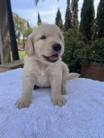 AKC Bubba, a male Golden Retriever for sale in Greenfield, CA – 1 of 4