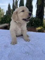 AKC Bubba, a male Golden Retriever for sale in Greenfield, CA – 4 of 4