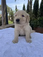 AKC Bubba, a male Golden Retriever for sale in Greenfield, CA – 3 of 4