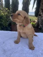 AKC Amber, a female Golden Retriever for sale in Greenfield, CA – 4 of 4