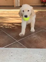 AKC Lucy, a female Golden Retriever for sale in Greenfield, CA – 2 of 4