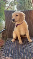 AKC Daisy, a female Golden Retriever for sale in Greenfield, CA – 2 of 4