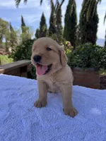 AKC Rusty, a male Golden Retriever for sale in Greenfield, CA – 3 of 6
