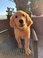 AKC Bubba , a male Golden Retriever for sale in Greenfield, CA – 1 of 6