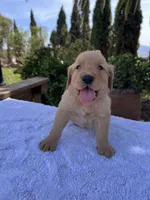 AKC Rusty, a male Golden Retriever for sale in Greenfield, CA – 5 of 6