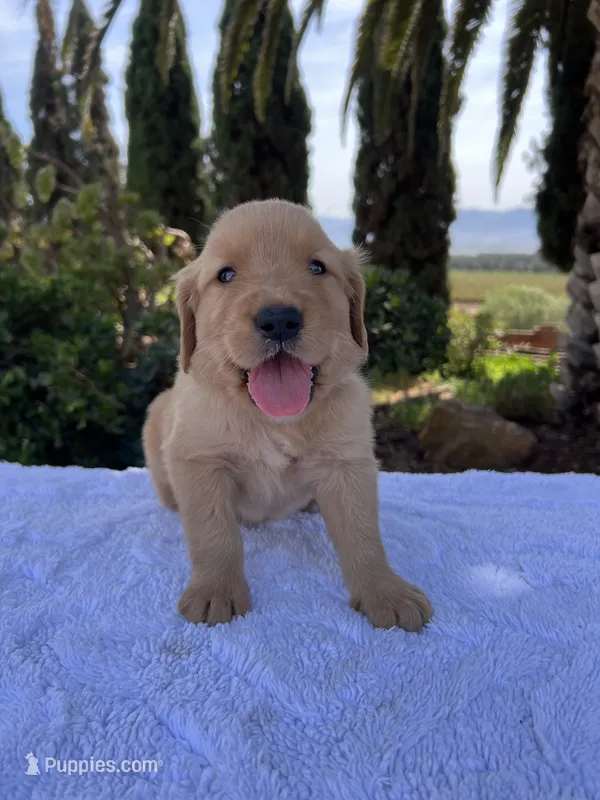 AKC Rusty – Golden Retriever puppy for sale in Greenfield, CA