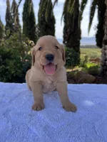 AKC Rusty, a male Golden Retriever for sale in Greenfield, CA – 1 of 6