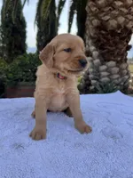 AKC Amber, a female Golden Retriever for sale in Greenfield, CA – 3 of 4