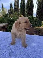 AKC Rusty, a male Golden Retriever for sale in Greenfield, CA – 4 of 6