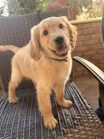 AKC Charlie , a male Golden Retriever for sale in Greenfield, CA – 3 of 3
