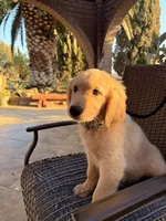 AKC Bubba , a male Golden Retriever for sale in Greenfield, CA – 5 of 6