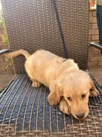 AKC Charlie , a male Golden Retriever for sale in Greenfield, CA – 2 of 3