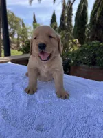 AKC Rusty, a male Golden Retriever for sale in Greenfield, CA – 6 of 6